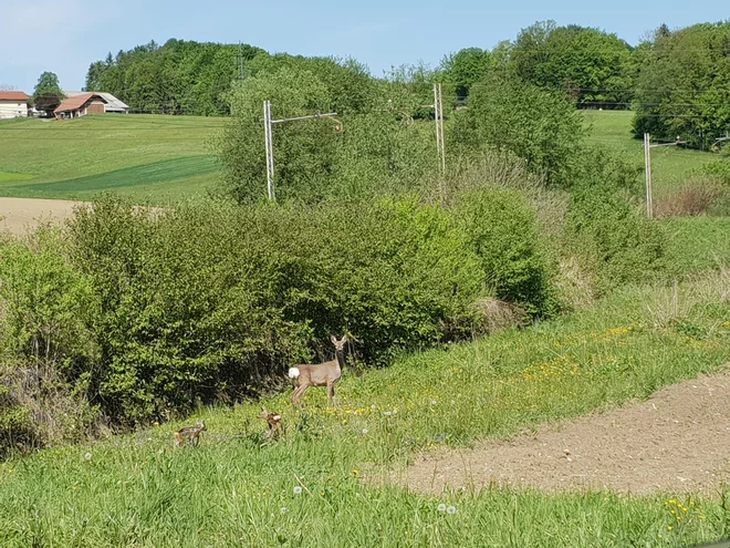 Srna ni dočakala, da bi mladička prišla do ceste in jo prečkala z njo. Kdove, ali tudi živali kdaj oštejejo svoje otroke in kako. FOTO: Špela Kuralt/Delo