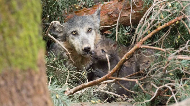 Fotografija: Mil, čaroben pogled mamice Ise s podmladkom. FOTO: ZOO Ljubljana