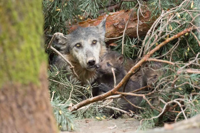 Mil, čaroben pogled mamice Ise s podmladkom.&nbsp;FOTO: ZOO Ljubljana