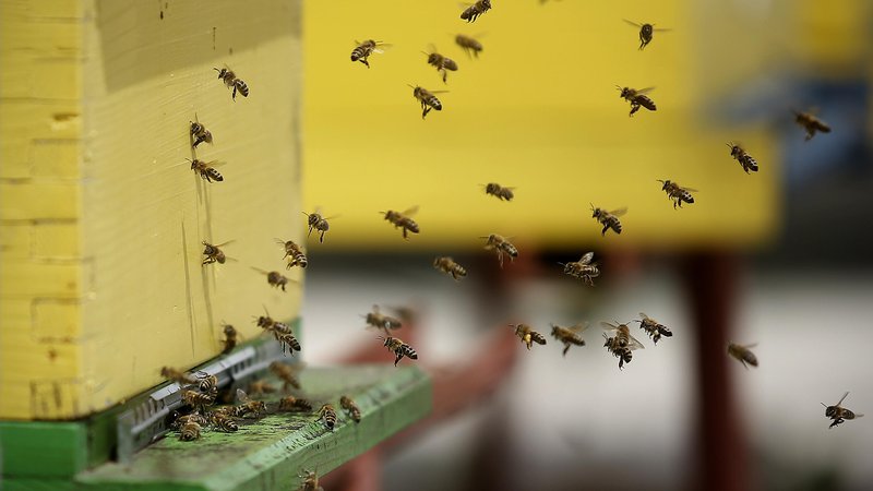 Fotografija: »Tisti, ki poklicno živijo od čebelarstva, morajo imeti zagotovilo, da lahko preživijo,« pravi predsednik ČZS Boštjan Noč. FOTO: Blaž Samec