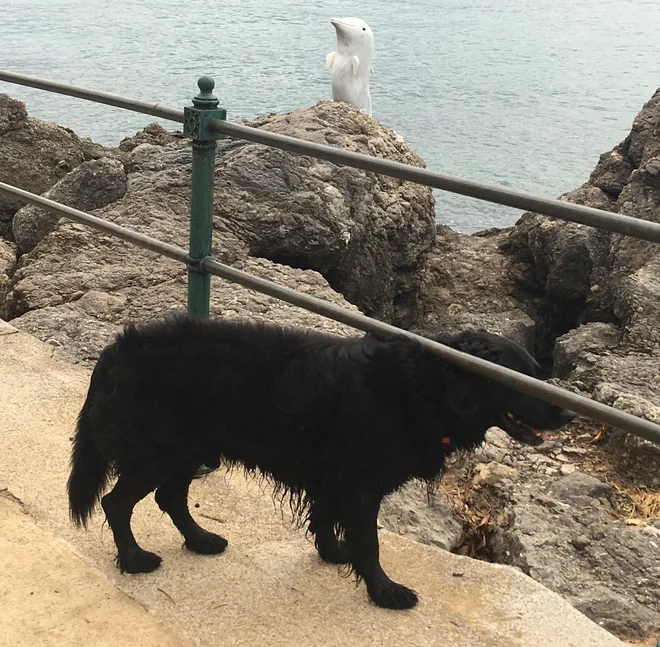 Bobi, prijatelj moj! FOTO: Rok Tamše
