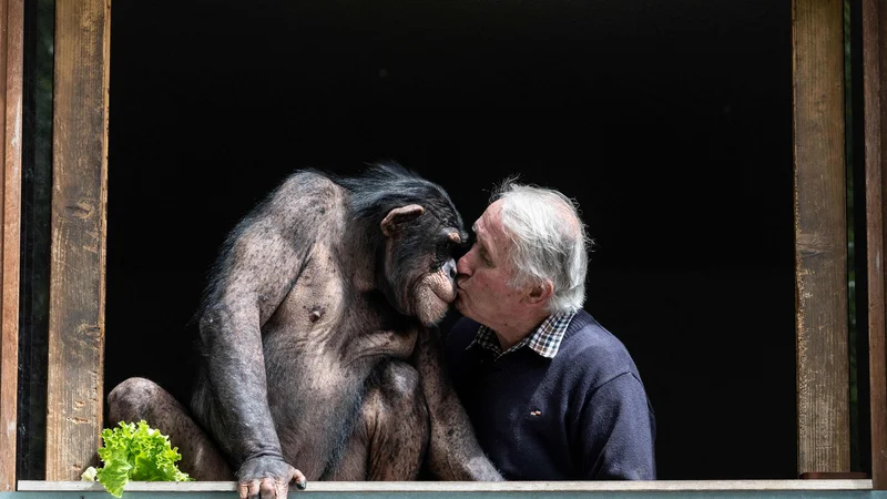 Fotografija: Lastnik živalskega vrta Pierre Thivillon poljubi šimpanza v zoološkem parku v francoskem mestu Saint-Martin-la-Plaine, tik pred ponovnim odprtjem. FOTO: Jean-philippe Ksiazek / Afp