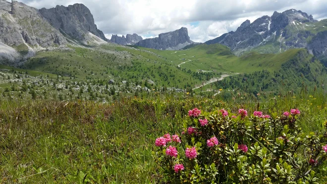 Pogled na kultne serpentine proti vrhu prelaza Giau iz smeri Selva di Cadore. Foto Špela Javornik