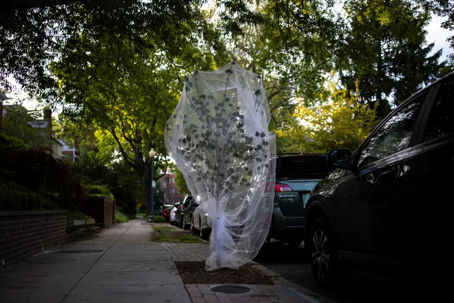 Varovanje mladega drevesa v ameriški prestolnici.<br />
FOTO: Carlos Barria/Reuters