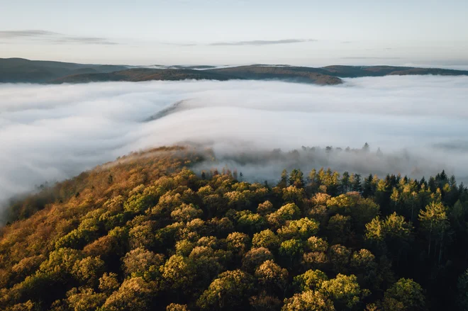 Urwaldsteig, meglica nad krošnjami. FOTO: Leo Thomas