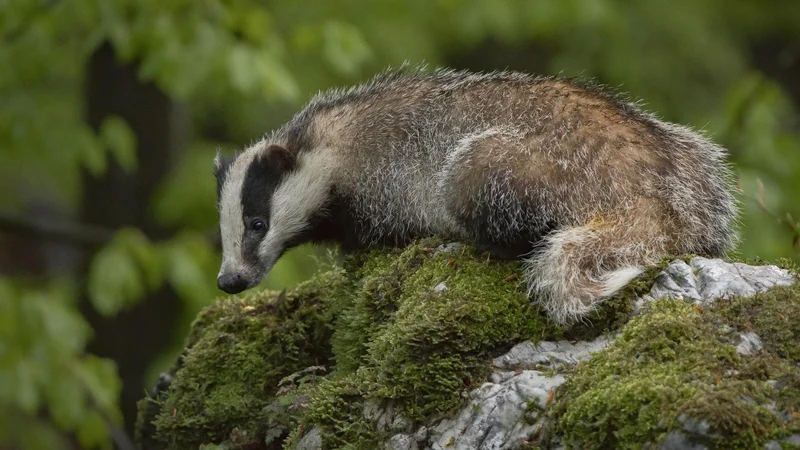 Fotografija: »Jazbecu sem posvetil veliko časa, on pa meni ne toliko,« pravi snemalec Miran Krapež. FOTO: Miran Krapež