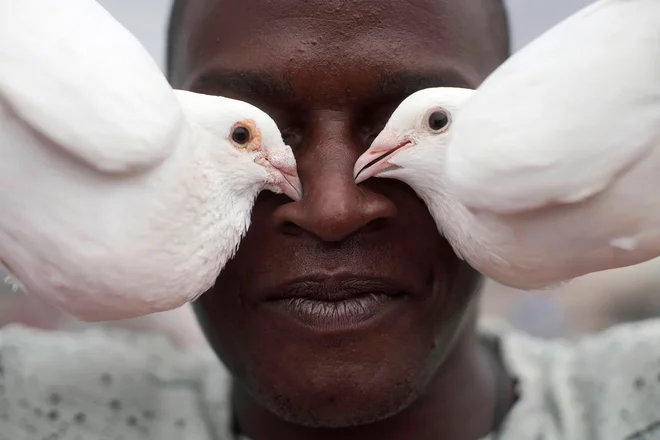 Portret Kubanca Yonisbela Santane s svojimi golobi na strehi hiše v Havani. FOTO: Alexandre Meneghini/Reuters