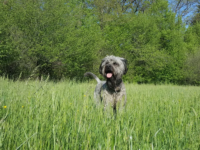 Na naslovnici španske revije za ljubitelje psov sem nekoč zasledila španskega vodnega psa, ob katerem je pisalo: Pescador, cazador, pastor – el perro total (lovec, družinski pes, čuvaj – popoln pes). Loto je vse to in še več. FOTO: Maja Prijatelj Videmšek