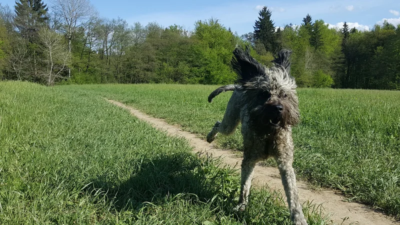 Fotografija: Divje se požene za palico, jeznorito zarjove, če je ne prestreže, jo zgrize na poti nazaj in mi pod noge odvrže pelete. FOTO: Maja Prijatelj Videmšek