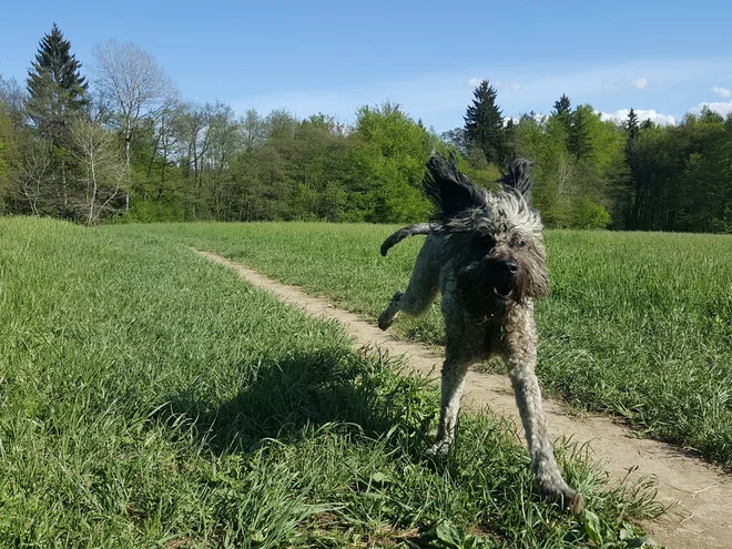 Divje se požene za palico, jeznorito zarjove, če je ne prestreže, jo zgrize na poti nazaj in mi pod noge odvrže pelete. FOTO: Maja Prijatelj Videmšek