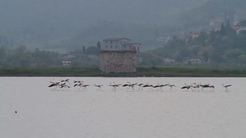 Fotografija: Flamingi ali plamenci, prepoznavni po rožnati barvi, v solinah radi prezimujejo. FOTO: Iztok Škornik