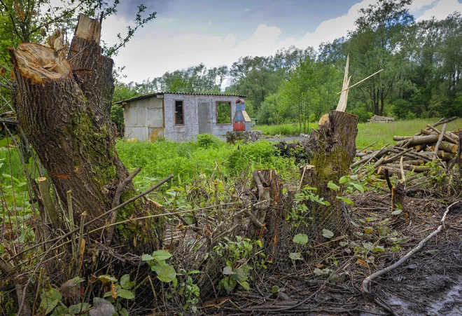 Vsi dovozi zemljine sicer niso nezakoniti, sečnja pa verjetno ni dovoljena. FOTO: Jože Suhadolnik/Delo