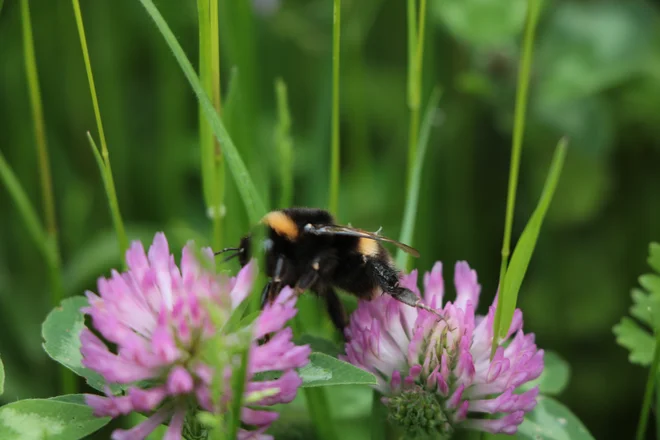 Čmrlji s cveta na cvet tudi splezajo, če je cvetje dovolj blizu skupaj. FOTO: Jože Pojbič/Delo