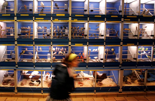 Evidenc, kaj imajo ljudje doma, ni. Ministrstvo za kmetijstvo s predlogom novega zakona o zaščiti živali fizičnim osebam prepoveduje lastništvo več vrst živali. FOTO: Reuters