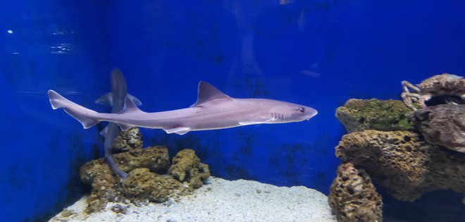 Akvarij premore tudi nekaj manjših morskih psov. Večje spustijo nazaj v morje. FOTO: Boris Šuligoj