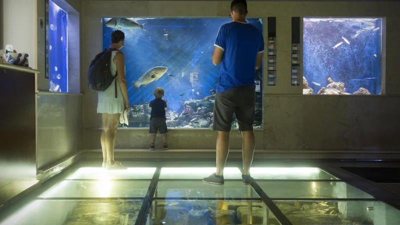 Fotografija: Če se bodo v prihodnjih tednih odločili za prenos piranskega akvarija na Nacionalni inštitut za biologijo, bo to zmagovalna rešitev za vse. FOTO Jure Eržen/Delo
