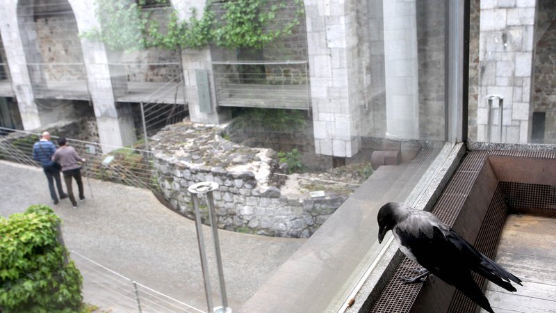 Fotografija: Fotografija je simbolična: vrana na ljubljanskem gradu gleda turiste skozi okno. FOTO: Roman Šipić/ Delo