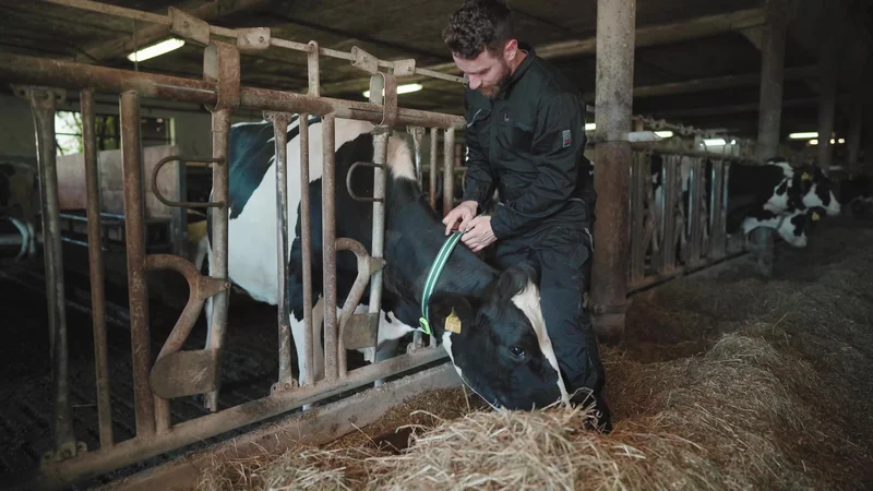 Fotografija: S pametno ovratnico spremljajo aktivnost in prežvekovanje krav, z obdelavo podatkov pa kmeta lahko hitro opozorijo na prihajajočo bolezen ali potencialno gonitev. FOTO: Tim Preininger