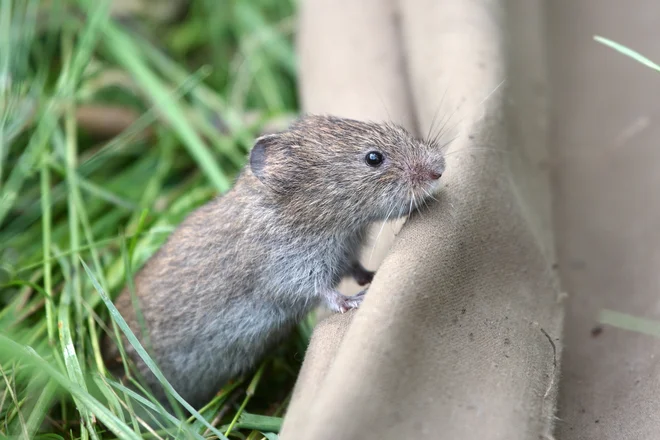 Ne zadržujmo se na mestih, kjer so vidni ostanki iztrebkov glodavcev, tam ne kampiramo ali priredimo piknika.&nbsp;FOTO: Shutterstock