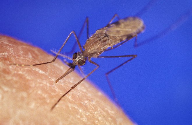 Med vrstami, doslej zaznanimi v Sloveniji, so tri invazivne, po izvoru iz Azije, od teh je najbolj razširjen japonski komar, ki je k nam najverjetneje prišel iz Nemčije. Foto wikipedija