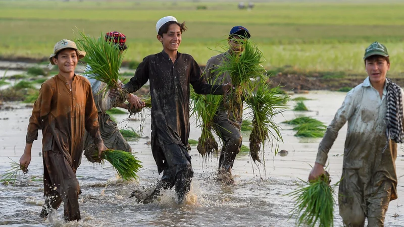 Fotografija: Pakistanska mladina sadi sadike riževem polju na obrobju mesta Mardan. FOTO: Abdul Majeed/Afp