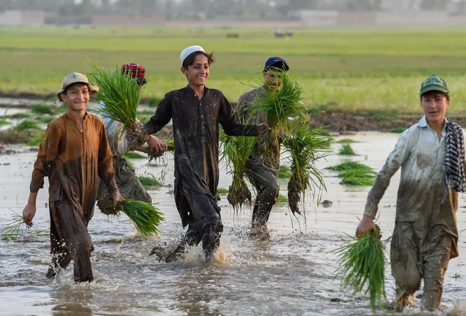 Pakistanska mladina sadi sadike riževem polju na obrobju mesta Mardan. FOTO: Abdul Majeed/Afp