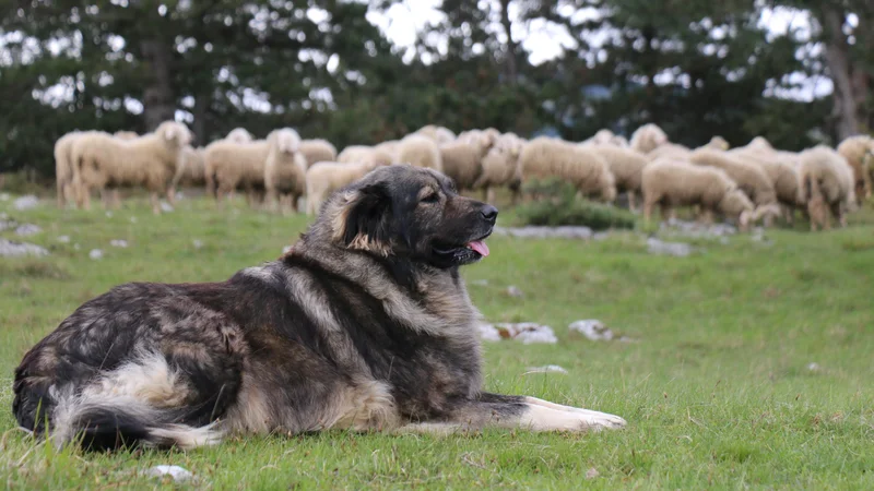 Fotografija: Samo tako, da ga bomo imeli doma, za družabnika in spremljevalca, bomo kraševca ohranili. FOTO: Blaž Vehovar