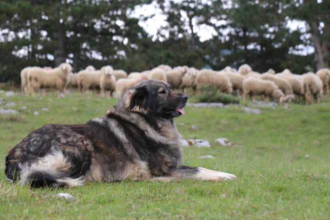 Samo tako, da ga bomo imeli doma, za družabnika in spremljevalca, bomo kraševca ohranili. FOTO: Blaž Vehovar