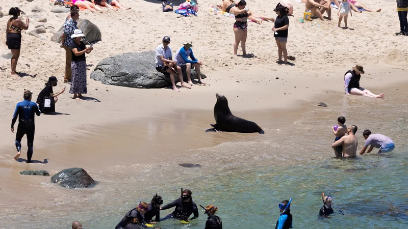 Fotografija: Kopalce na plaži v kalifornijskem mestu La Jolla je obiskal morski lev. FOTO: Mike Blake/Reuters