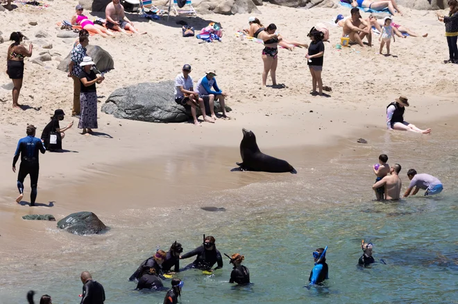 Kopalce na plaži v kalifornijskem mestu La Jolla je obiskal morski lev. FOTO: Mike Blake/Reuters