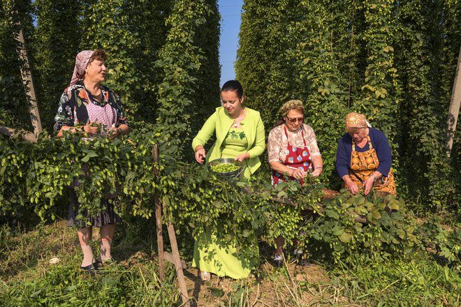 O zgodovini pridelave in obdelave hmelja ter načinu življenja, ki ga ta prinaša, so vse zbrali v Ekomuzeju hmeljarstva in pivovarstva Slovenije v Žalcu. FOTO: TIC Žalec