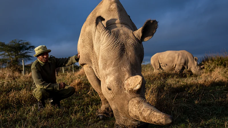 Fotografija: Glavni oskrbnik zadnjih dveh severnih belih nosoroginj Zachary Mutai z dekletoma. FOTO: Matjaž Krivic