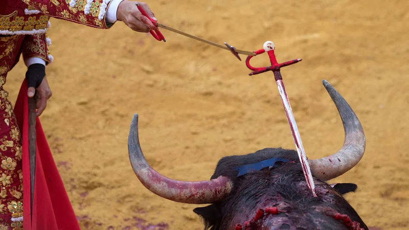 Fotografija: Španski matador Jose Maria Manzanares je zapičil meč v bikovo hrbtenico in mu zadal smrtonosno rano na festivalu bikoborb Corpus v Granadi. FOTO: Jorge Guerrero/Afp