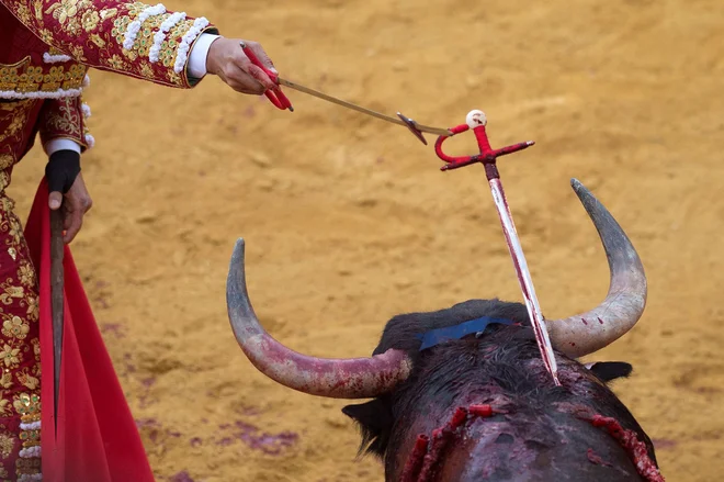 Španski matador Jose Maria Manzanares je zapičil meč v bikovo hrbtenico in mu zadal smrtonosno rano na festivalu bikoborb Corpus v Granadi. FOTO: Jorge Guerrero/Afp<br />

