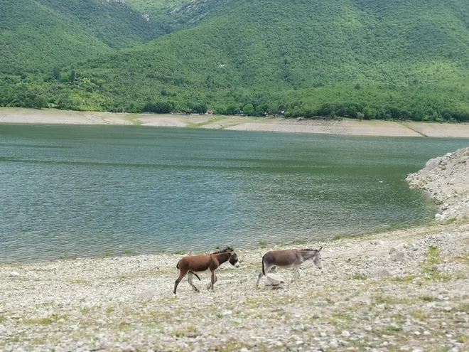 Ob Tikveškem jezeru je doma tudi nekaj oslov, ki se podnevi in ponoči glasno oglašajo. V divjini okoli jezera so še divje svinje, jelenjad, menda tudi medvedi in množica ptic. FOTO: Milena Zupanič