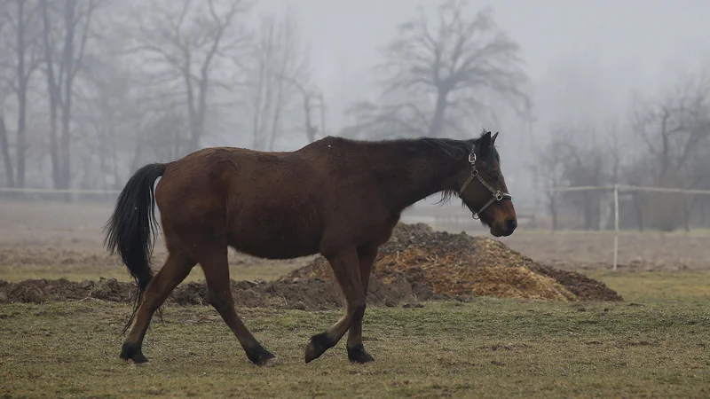 Fotografija: Slika je simbolična. FOTO: Blaž Samec