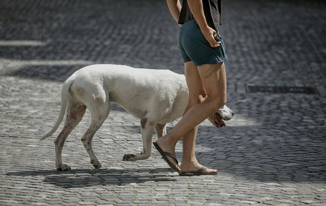 V Ljubljani je približno 24.800 registriranih psov. FOTO: Blaž Samec/Delo