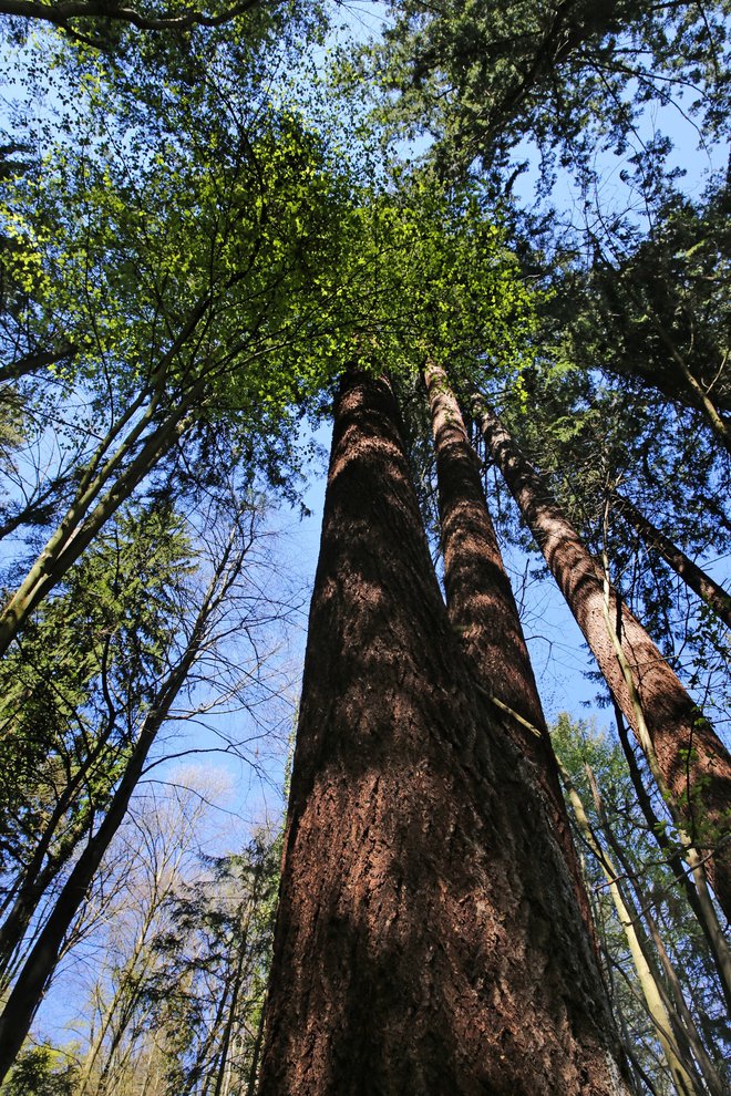 Najvišje izmerjeno drevo v Sloveniji je duglazija iz Mestnega gozda v Pečovniku pri Celju. Foto Andraž Purg