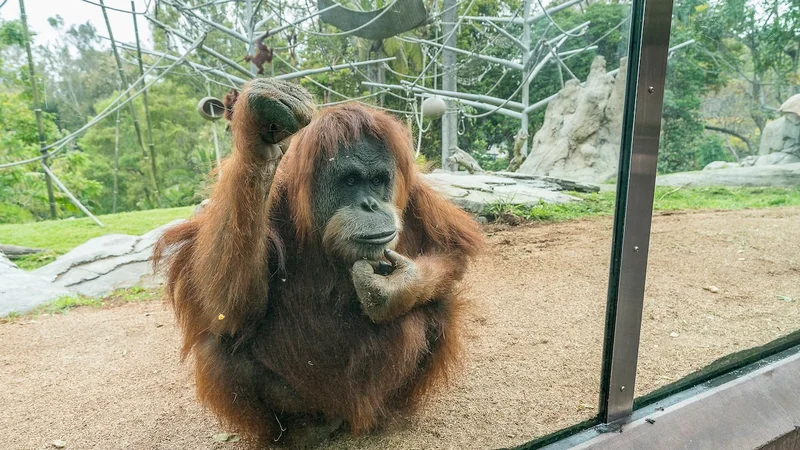 Fotografija: Orangutanka Karen in trije drugi orangutani ter pet bonobov iz živalskega vrta v San Diegu so bili prvi prebivalci živalskih vrtov, ki so bili cepljeni proti covidu-19. FOTO: Arhiv živalskega vrta v San Diegu