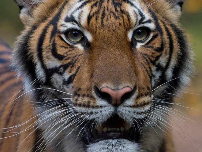 Aprila letos so okužbo z novim koronavirusom potrdili tudi pri treh malajskih tigrih v živalskem vrtu Virginia v Norfolku, aprila lani pa pri petih tigrih in treh levih v živalskem vrtu v Bronxu. FOTO: Reuters