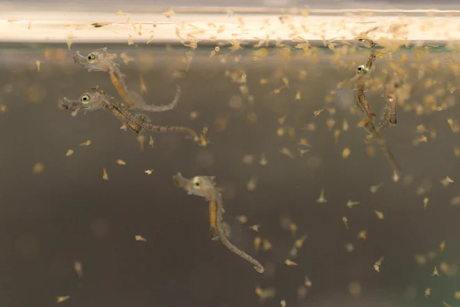 Bilo je zabavno kot v kakšni porodnišnici, je o prvem dogodku te vrste, najverjetneje edinstvenem tudi med akvariji na Jadranu, povedala tamkajšnja akvaristka Manja Rogelja. Foto Manja Rogelja