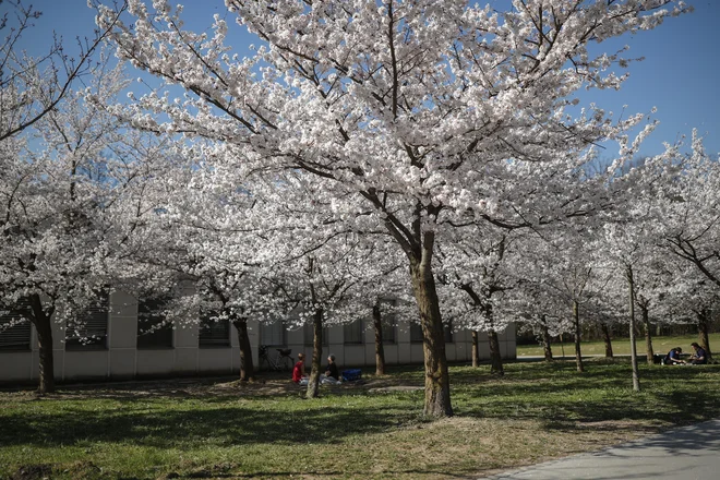 Nasad japonskih češenj bodo skušali ohraniti. FOTO: Uroš Hočevar