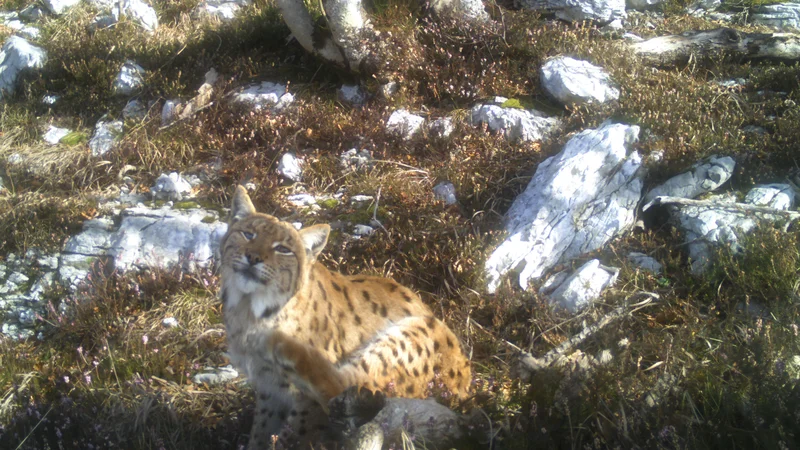 Fotografija: Enooki ris, eden najpogosteje fotografiranih risov. FOTO: Life Lynx