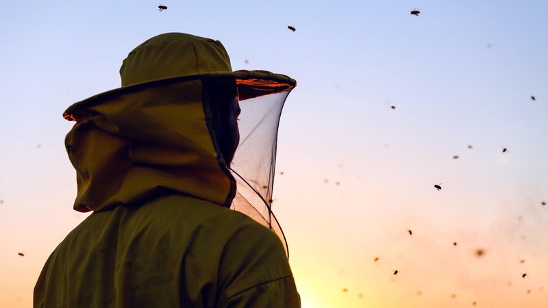 Fotografija: Čebelarska zaščitna oprema lahko v tem poletju pride še kako prav. Čebele gor ali dol. FOTO: Shutterstock