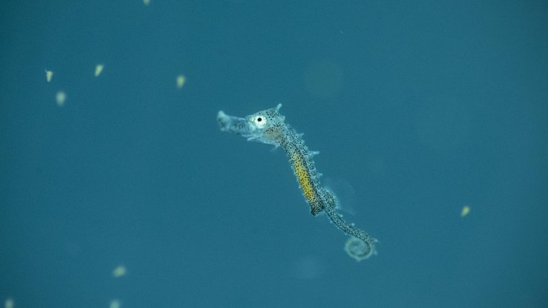 Fotografija: Ne več kot dva milimetra velik mladiček morskega konjička, star teden dni, je skoraj prozoren; trebušček je obarvan rumeno-oranžno zaradi pravkar zaužite hrane – ličink solinskih rakcev. FOTO: Jure Eržen