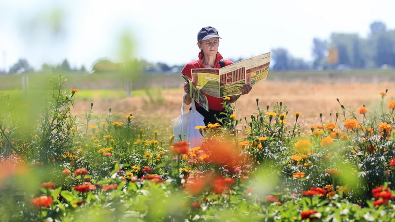 Fotografija: SPC Ptuj prideluje osnovno seme za Semenarno Ljubljana in opravlja vzdrževalno selekcijo 83 sort vrtnin in poljščin, med katerimi je večina lokalnih, ki so širšega pomena za Slovenijo. FOTO: Tadej Regent