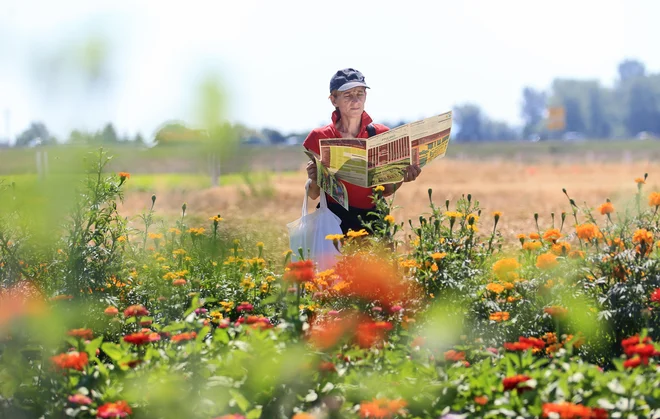 SPC Ptuj prideluje osnovno seme za Semenarno Ljubljana in opravlja vzdrževalno selekcijo 83 sort vrtnin in poljščin, med katerimi je večina lokalnih, ki so širšega pomena za Slovenijo. FOTO: Tadej Regent
