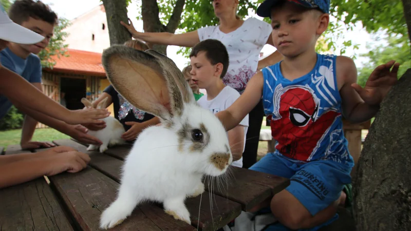 Po taboru lahko nekateri otroci zajčke odnesejo domov. FOTO: Jože Pojbič/Delo
