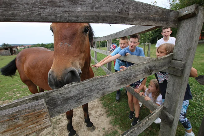 Za nekatere otroke je najljubša žival na kmetiji umirjen in prijazen konj Grom. FOTO: Jože Pojbič/Delo