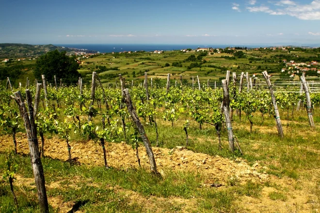 S Trušk se pogled odpira čez trte in griče proti morju. FOTO: Vinska klet Rodica